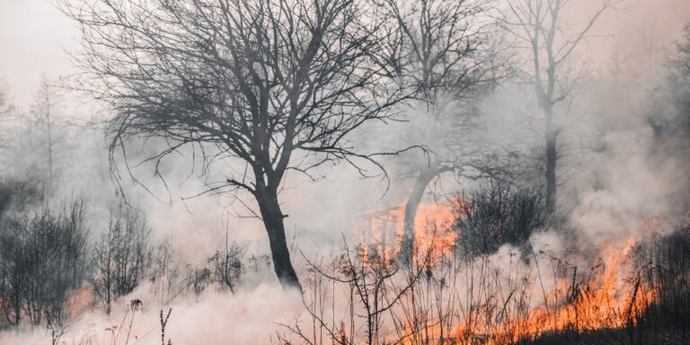 A smoky and barren landscape razed by a fire