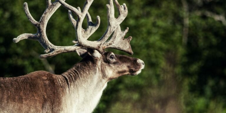 A caribou posed in front of the camera with green trees in the background