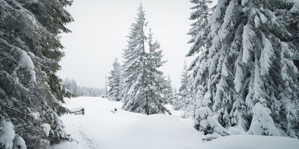 landscape photo of snow covered evergreens