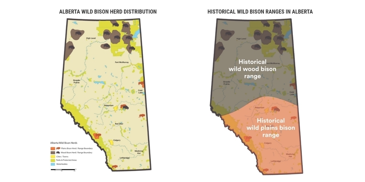 two side by side images of Alberta maps showing the range of wood buffalo ranges in the province