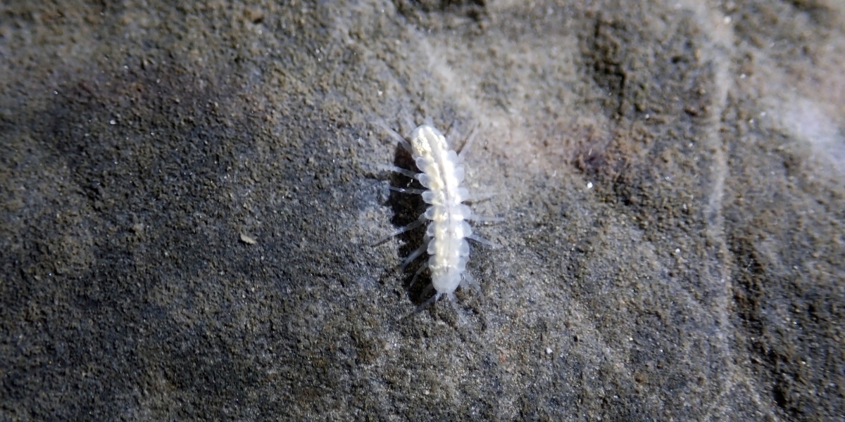 an image of a ghostly white Castleguard Cave amphipod in the cave's water