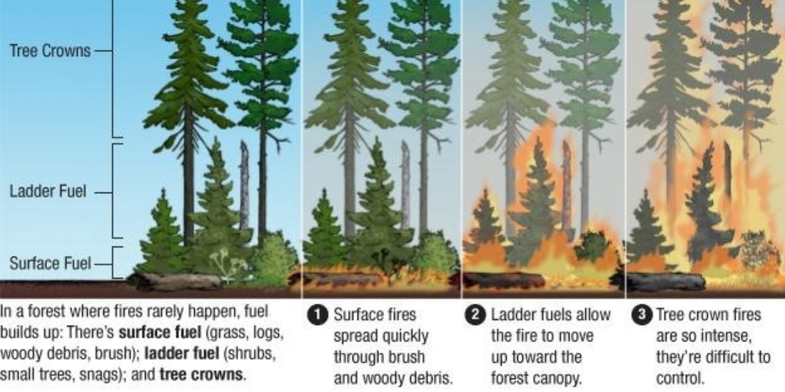 an infographic demonstrating how a forest can function as a fuel ladder during a forest fire