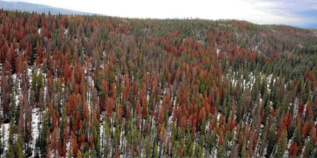 A forest in Hinton that has been attacked by mountain pine beetles, showing damages red pine trees