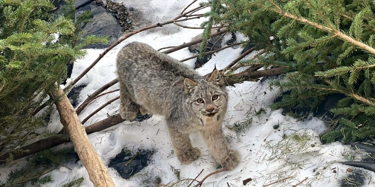 A picture of Hunter the lynx staring into the camera in their enclosure