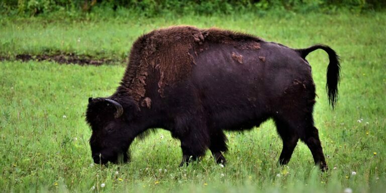 A solitary wood buffalo eating grass surrounded by a lush green field