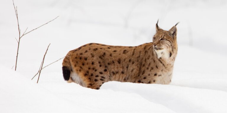 a beautiful spotted lynx staring off into the distance in the snow