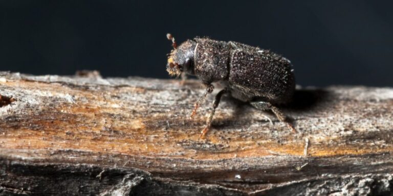a mountain pine beetle sitting on a piece of wood