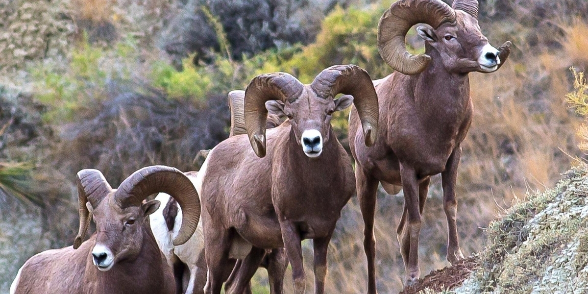 a group of majestic bighorn sheep posing stylishly for the camera on the side of a hill
