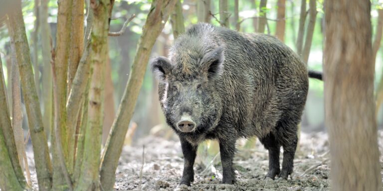 a eurasian boar staring at the camera surrounded by trees