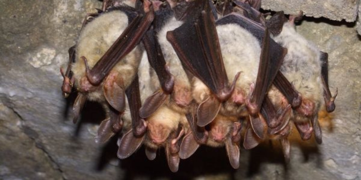 hibernating bats hanging from the roof of a cave huddled together