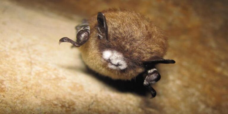 a small brown bat with white nose syndrome