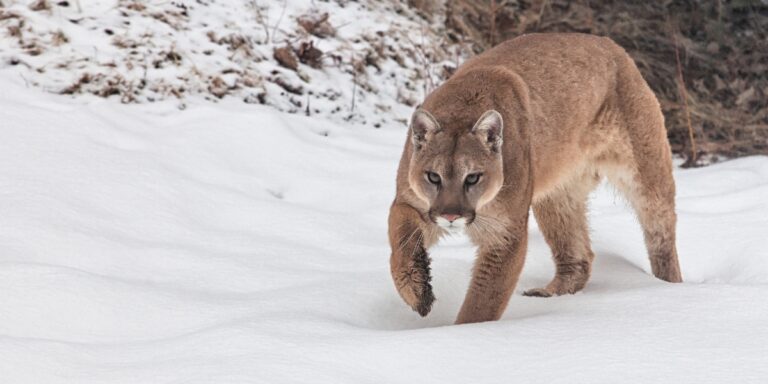 A majestic cougar stealthily prowling in the snow
