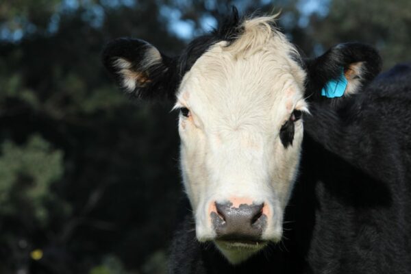an example of a brockle faced cow with a white face with black spots