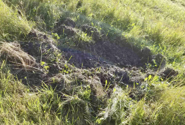damage caused to a hay field caused by wild boar that shows torn up soil
