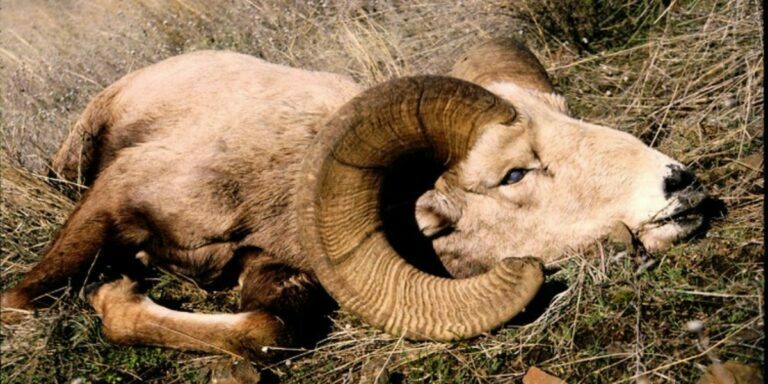 A picture of a recently deceased bighorn sheep that died from pneumonia