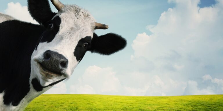 a picture of a cow looking at the camera on the left side with a open green field, clouds, and the sky in the background