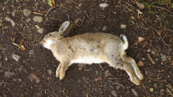 the carcass of a rabbit that died from RHD on the dirt