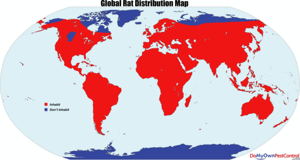 a world map illustrating which regions are rat free with rat free regions in blue and infested regions in red