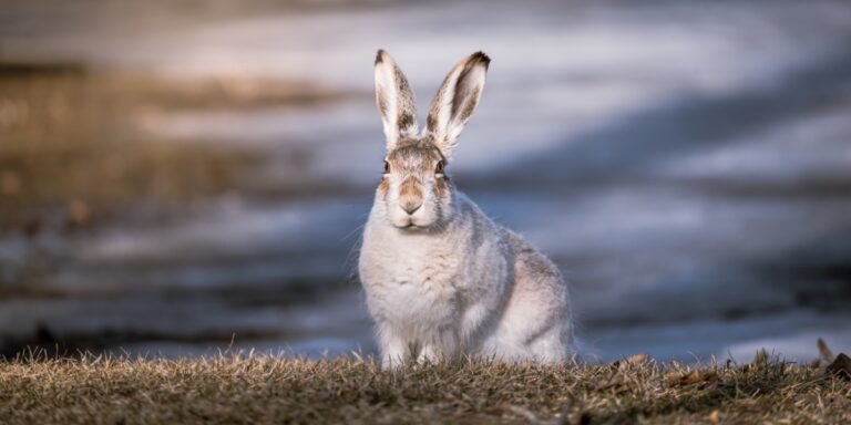 a white tailed jackrabbit in the middle of a field staring at the camera with distant snow in the background
