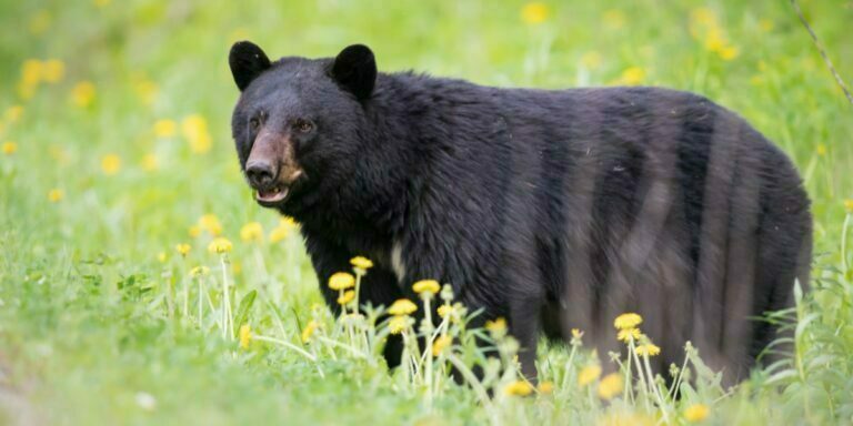 a black bear standing in a lush green field with flowers