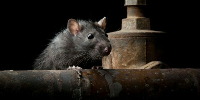 a picture of a rat perched on a ledge with a structure in the black background