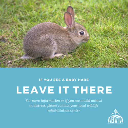 a promotion for an ad about leaving hares alone if you see them