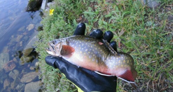 a man wearing a black glove holding a lake trout infected with whirling disease showing how contorted its body is