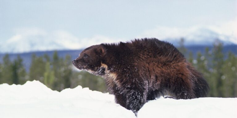 a photo of a majestic wolverine with a dark brown coat of fur in the snow with blurred mountains and forests in the background