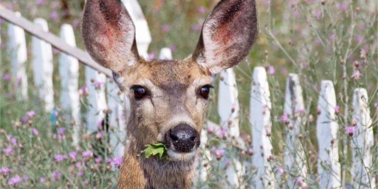 a photo of a wide eyed mule deer eating rose buds with a white fence in the background