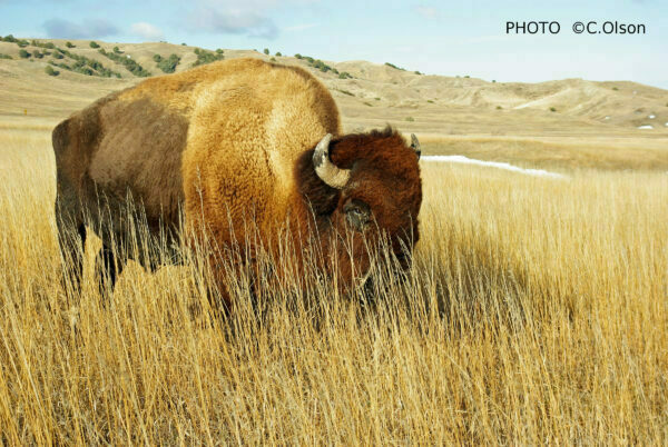 a photo of an alberta plains bison eating plains grass with expansive plains in the background