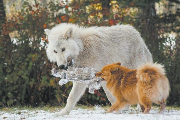 Nova, a snow white wolfdog at the Yamnuska Wolfdog Sanctuary, playing with an orange Pomeranian 