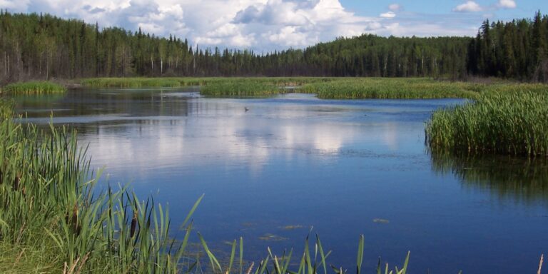 a photo of rainbow lake surrounded by green reeds and a vast green forest in the distance