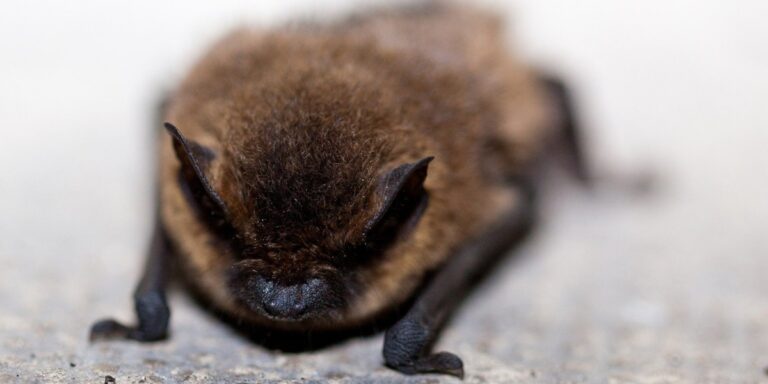 a photo of a small soft looking brown bat laying on the ground