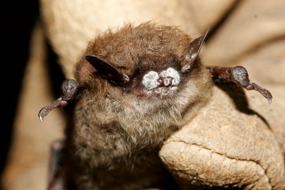 a little brown bat with white nose syndrome 