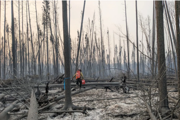 a photo of a forest near fort chipewyan completely burned by the fire with crews in orange