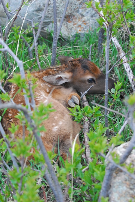 a elk calf hidden in a bush looking at the camera with white spots in its body