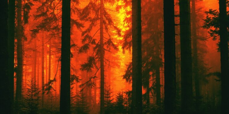 a photo of a forest fire with the orange blaze and smoke seen through the trees