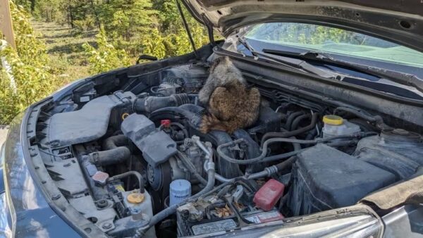 a marmot on the engine of car
