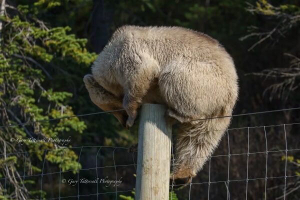 nakoda the white bear climbing on top of a fence pole