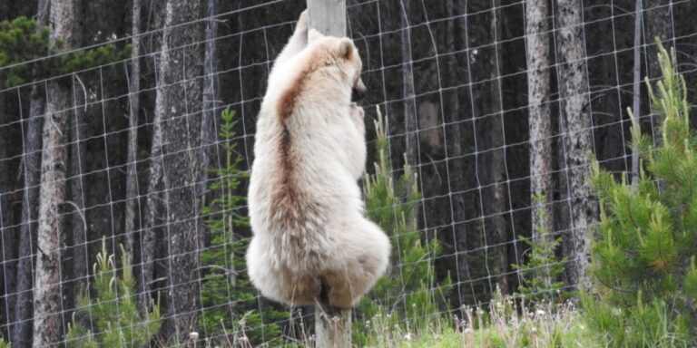 nakoda the white grizzly bear climbing a fence