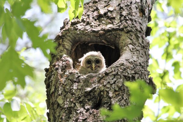 a baby owl poking its head out of the hollow of a tree surrounded by green leaves