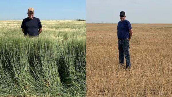 two side by side images of a farmer standing in a lush green barley field and the same field but barren and brown a year later