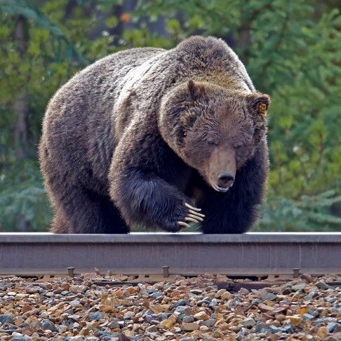 a photo of a famous bear named the boss strolling along a railroad track