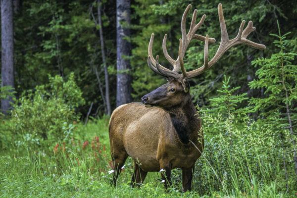a photo of a majestic elk with large horns staring into the distance with lush greenery in the background