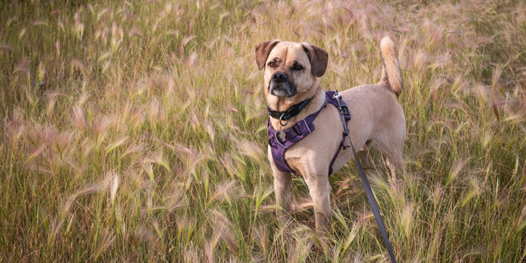 Image of mixed breed dog in Alberta meadow filled with foxtail barley.