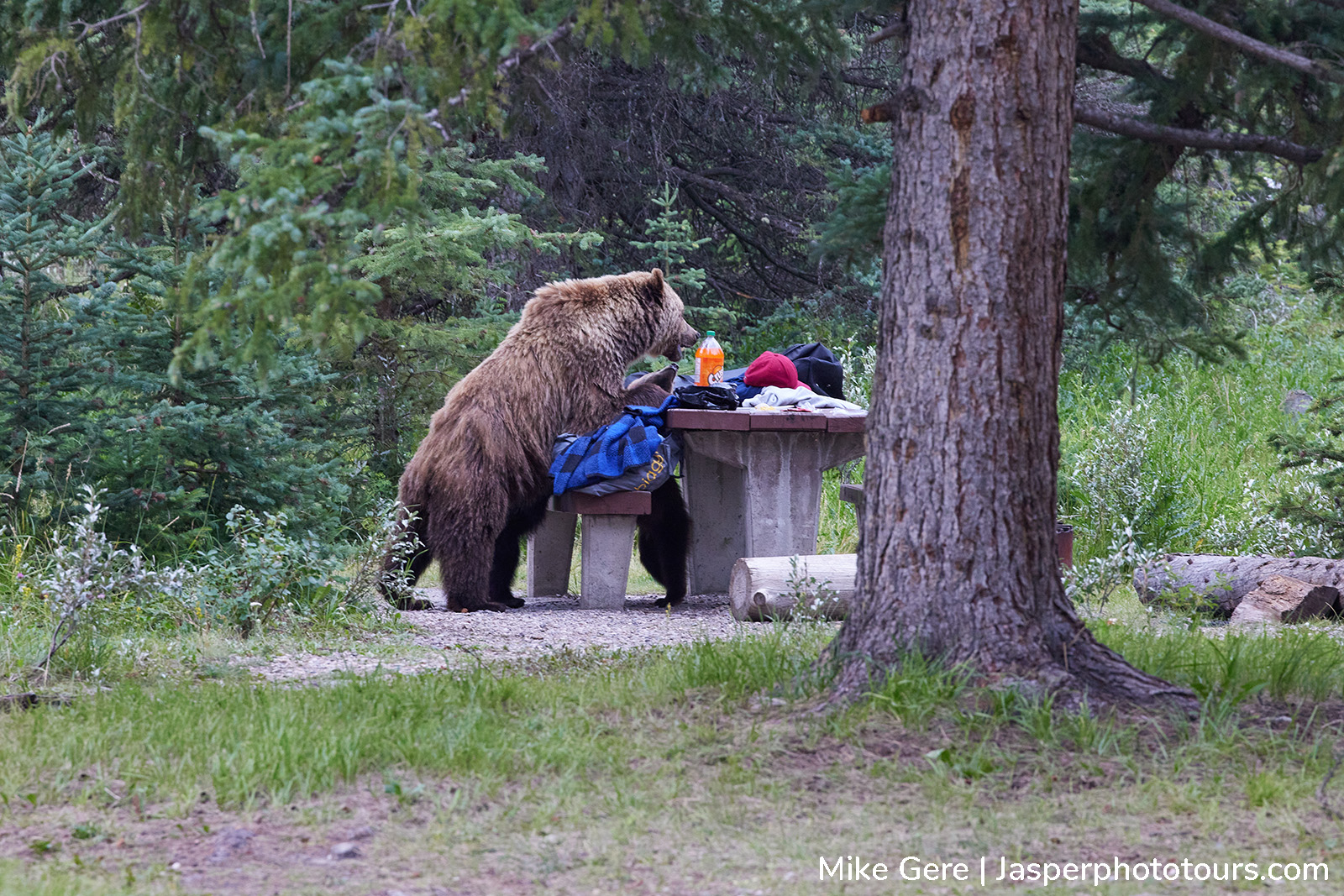 Mother grizzly bear and cubs eating tourists picnic lunch at Lake Annette day use area in Jasper National Park