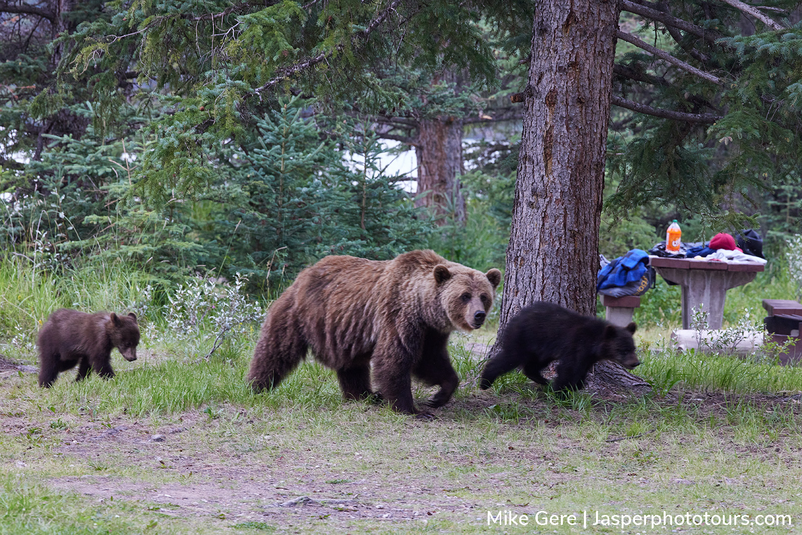 Mother grizzly bear and cubs approaching a picnic table at Lake Annette day use area in Jasper National Park