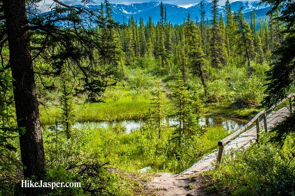 a beautiful shot of the overlander trail in jasper national park showcasing a plank path small creek and lush forest trees with the mountains and blue sky in the distance