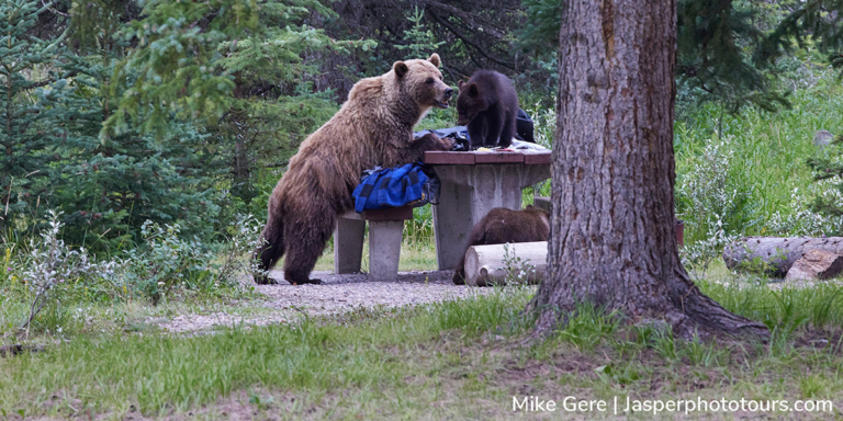 Mother grizzly and two cubs investigate a picnic table with food left out in Jasper National Park