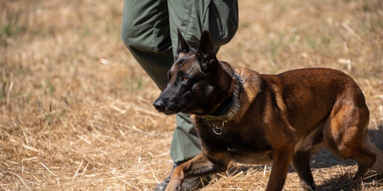 a belgian malinois walking close to its owner in an open field